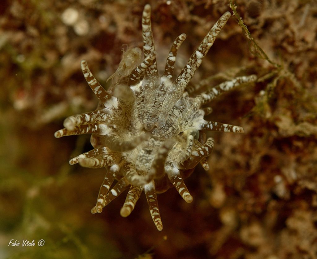 Anemone sotto i sassi